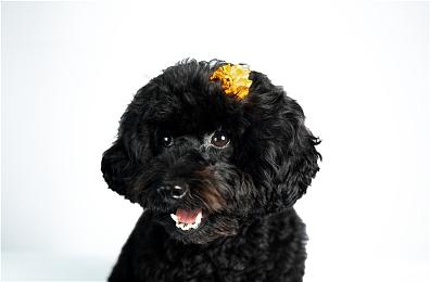 英伟达：《幽灵线：东京》开启DLSS 性能提升2倍 新驱动上线